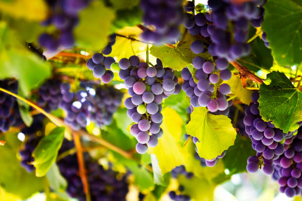 Саперави, Шардоне и Мерло: зачем под Саратовом закладывают виноградники и ждать ли толкового вина