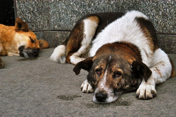 Отловить, кастрировать, усыпить: где появятся приюты для бездомных саратовских собак и сколько они там будут жить