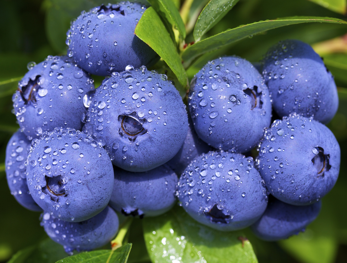 Голубику везем из Чили: российский производитель джемов рассказал осложностях с добычей местных ягод