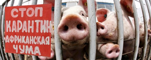 Чума свиней ударила по саратовскому активу «КоПитании». Ранее к нему присматривался ставропольский миллиардер Наурузов